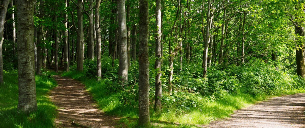 A forked path in the woods representing the choice between positive and self-sabotaging decisions